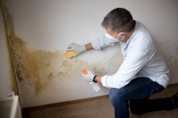 Best Crawl Space Mold Remediation  in Brooklyn, IN